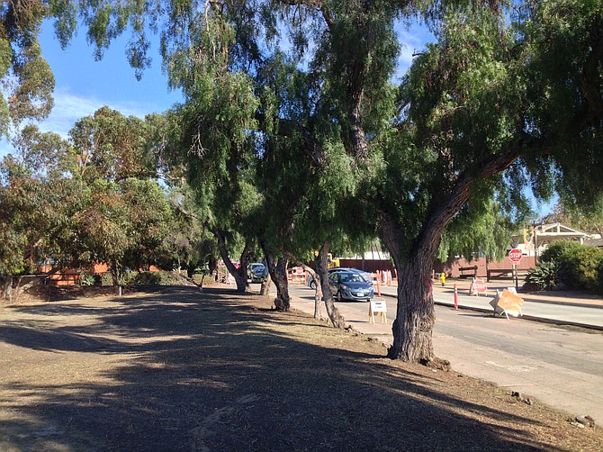 Historic pepper trees line the golf course on Juan Street.