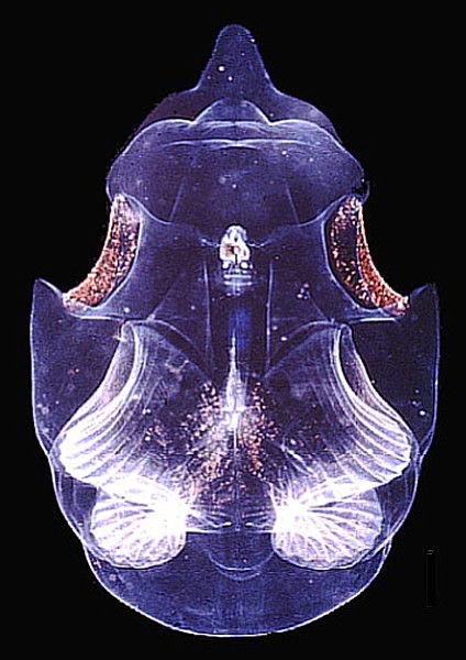 From NOAA. This is an example of a ctenophore, bathocyroe fosteri, which is a mesopelagic species. (Photo courtesy of Marsh Youngbluth). 
