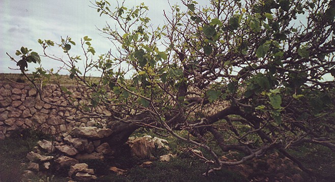 Old fig tree