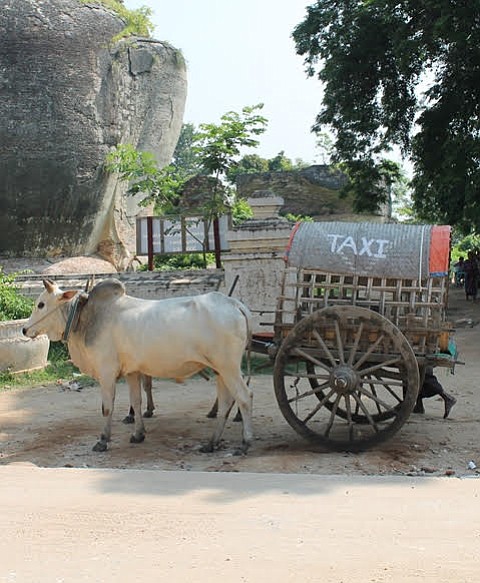 Myanmar's water-buffalo taxi service.