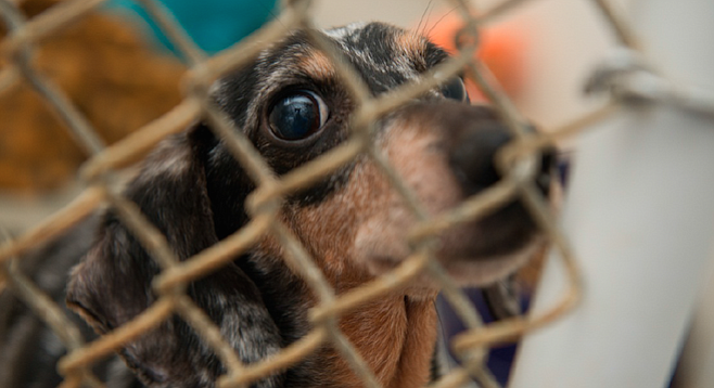 The Humane Society of the U.S. estimates there are 10,000 puppy mills nationwide.