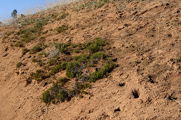 Cryptogamic soil viewed from the trail