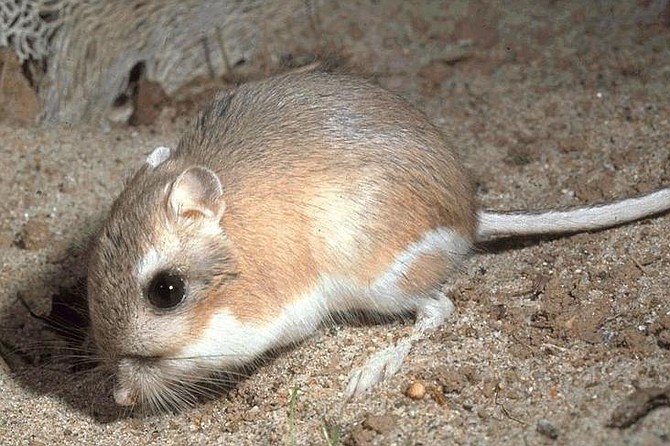 What's that smell? Oh, yeah, a kangaroo rat.