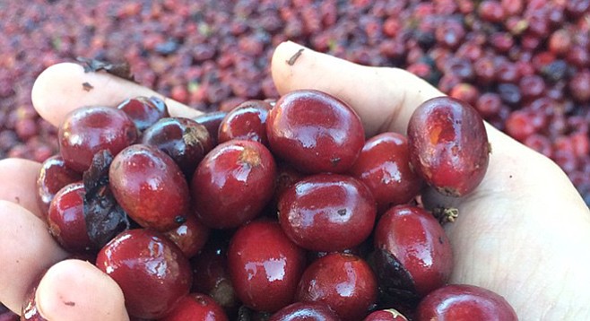 Fresh, ripe coffee cherries picked at El Salvador’s Finca Loma La Gloria