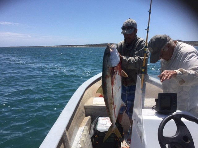 Fat yellowtail hooked in 11 feet of water just outside San Quintin Bay.