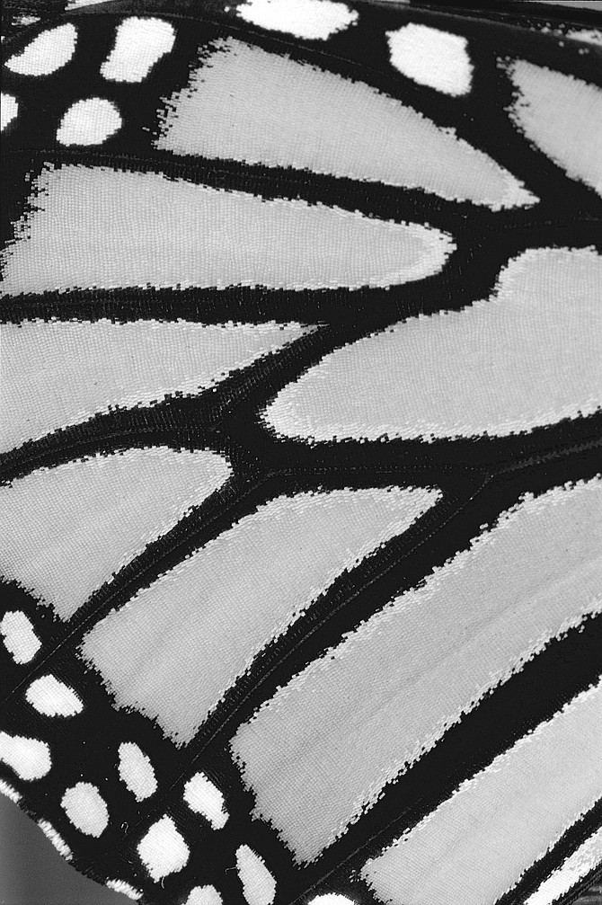 Monarch wing. At times, butterflies would surround Parks, or even light on his hand or wrist. Most never came that close to, and certainly never landed on, Bill Johnson or me. 