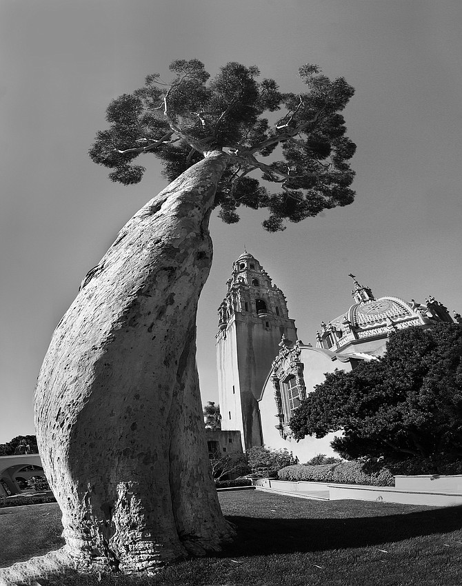  Balboa Park eucalyptus. During most of the 20th Century, the eucalyptuses seemed to be pest-free. Then in the 1980s, an Australian beetle began chewing its way through eucalyptus species in Southern California.