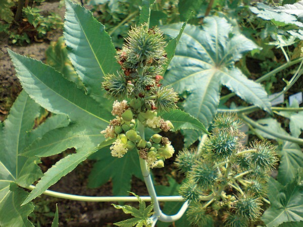 Ricinus communis, castor bean plant