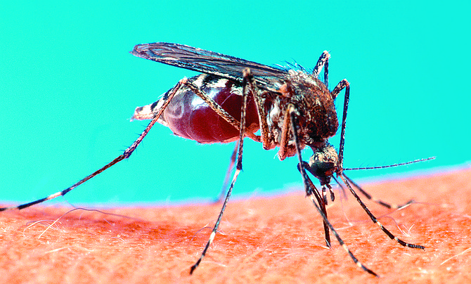 West Nile mosquito. She’s turned left off Garnet Avenue in Pacific Beach and parked her truck alongside gutter water running down Olney Avenue and turning onto Oliver Avenue. "You’d be surprised how much of this ‘drool’ is attractive to mosquitoes.”
