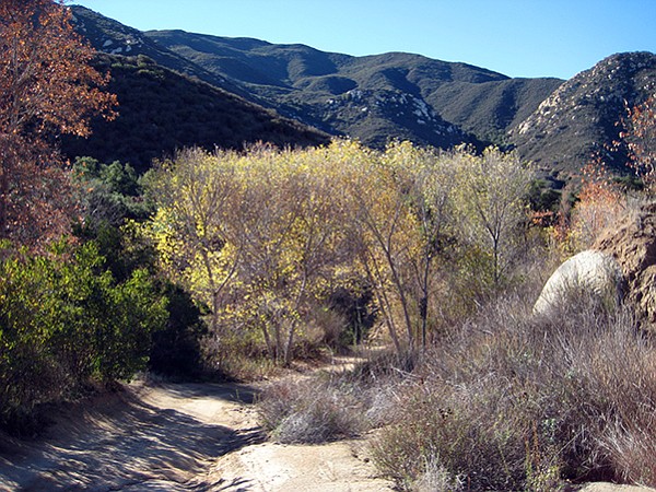 Riparian area, Sloan Canyon