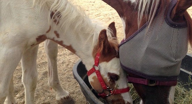 Rescued horse and colt