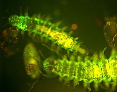 You'd also be glowing if you were a mating female fireworm.
