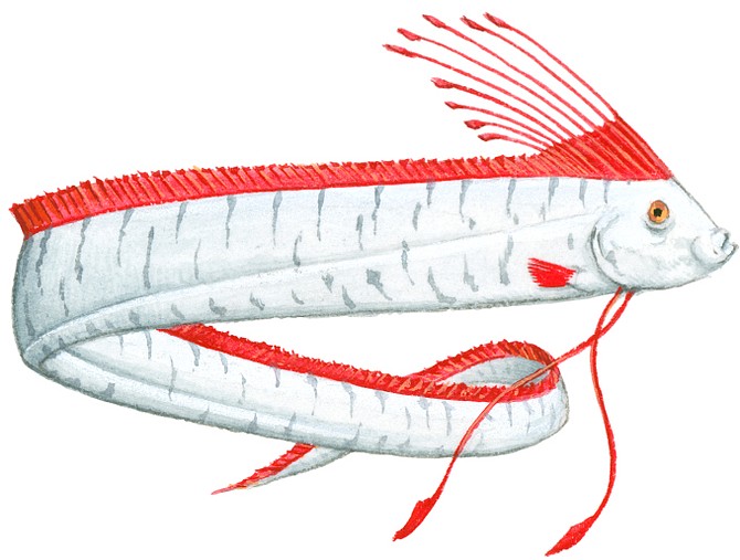 Photo Illustration of Oarfish (Regalecus glesne), deep sea fish with