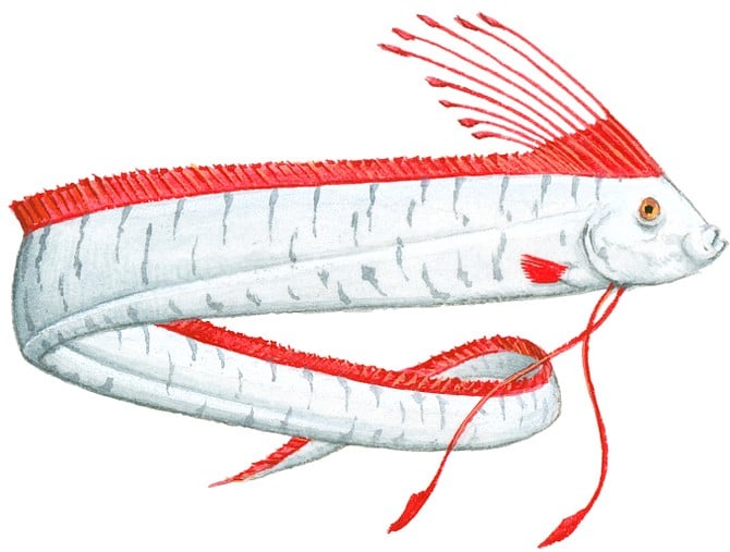 Illustration of Oarfish (Regalecus glesne), deep sea fish with long, silver body, red crest on top of head, and red dorsal fin - Image by Dan Wright