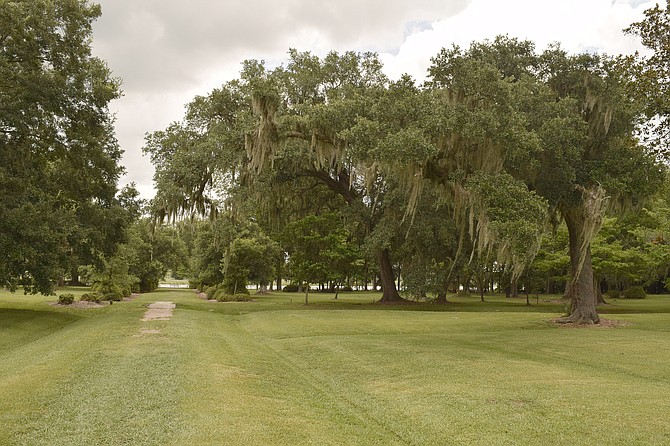 Stately Oak Trees by the Ashley River outside of Charleston S.C.