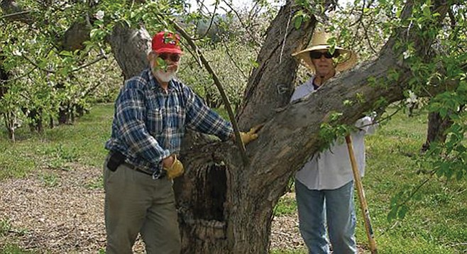 Les Turner (left) of Peacefield Orchard