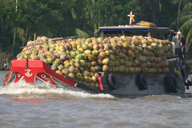 Load of coconuts