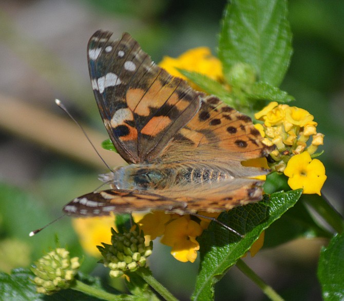 Balboa Park moth.
