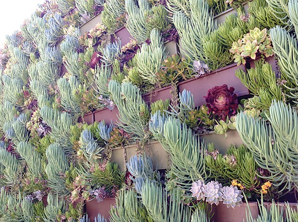 Living wall of succulents