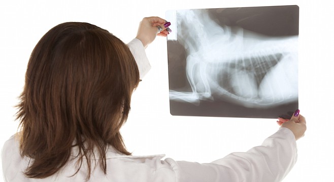 Veterinarians' welfare was called into question in regards to X-ray safety.