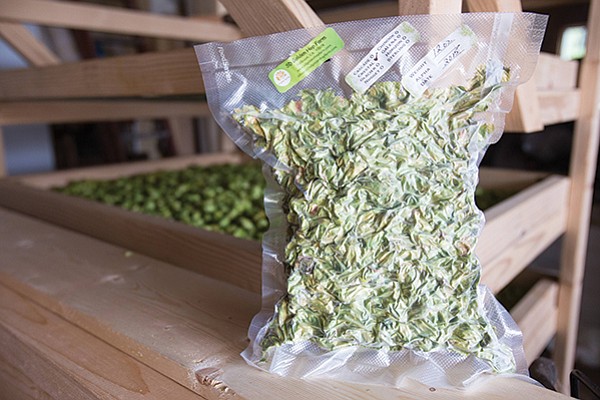 12 oz. bag of fresh Crystal hops packed at SD Golden Hop Farm. Crystal hops are known for their mild, spicy, floral aroma and are typically used to produce IPA-style beers.