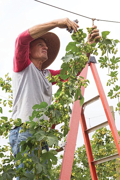Gary Johndro along with his wife, Corie, own San Diego Golden Hop Farm in Fallbrook
