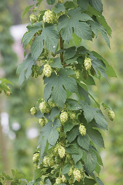 Hop cones sprout off of bines, which are similar to vines except their stems climb purposefully in a clockwise spiral, latching onto vertical surfaces with tiny threads rather than curling tendrils.