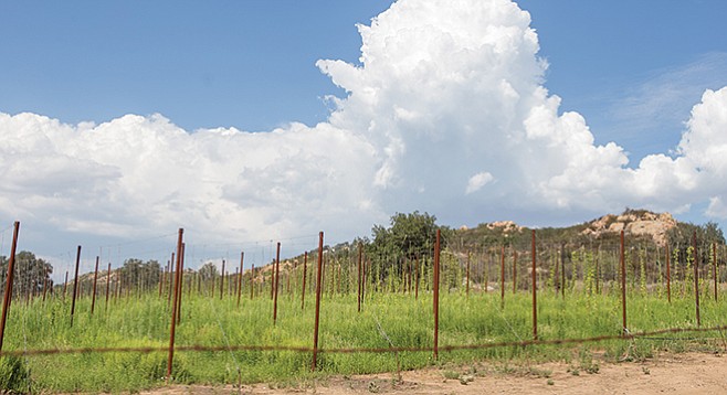 Hops grow on the Star B Ranch in Ramona - Image by Andy Boyd