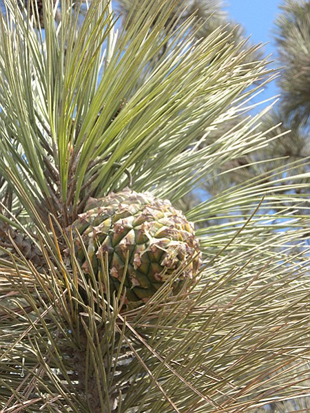 Torrey pines have five-needle bundles