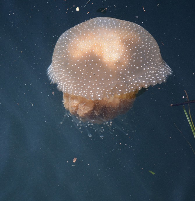 Jellyfish at SD .bay.