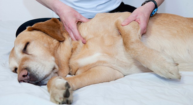 The proposed rule would force scores of therapists to hire a veterinarian to supervise them.
