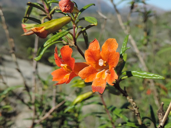 Monkey Flower in Monserate Mountain Preserve