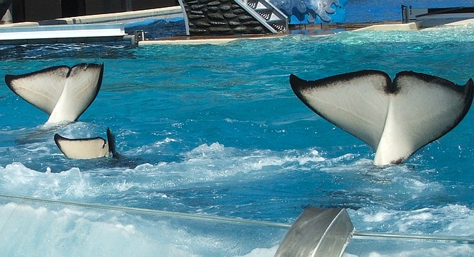 To placate park-goers, SeaWorld trainers have taught Taku, Katina, and Kalani to hang their heads in shame.