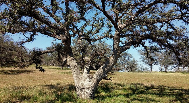 An old Engelmann oak sprawls out like a spider