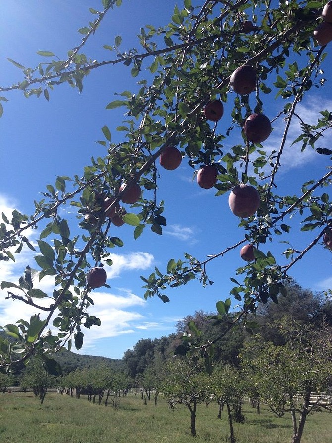 Hot weather combined with the drought resulted in smaller apples for many orchards in Julian