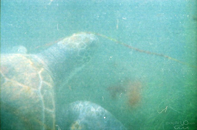 The Sea Turtle