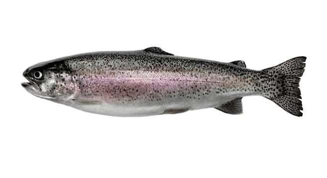 Santee Lakes will plant 1000 pounds of rainbow trout on November 20