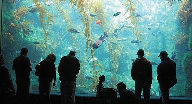 Kelp at Birch Aquarium