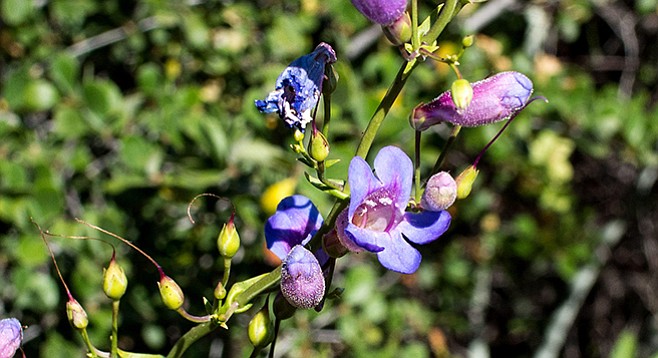 Nuttall’s snapdragon (Antirrhinum nuttallianum) is one of many spring blooms. 