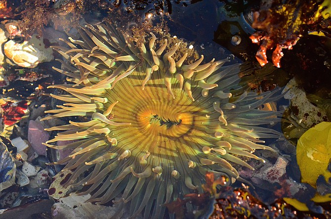 Starburst anemone (Anthopleura sola) at Montana de Oro State Park, Los Osos, California, September 2015.  This solitary sea anemone, averaging between 12 to 25 cm wide, is the most commonly found species in California's tidal areas, often living in the shelter of rocks and crevices.  