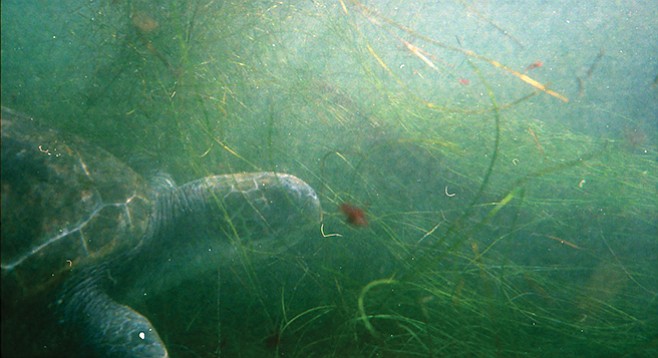 Turtle swimming through seagrass