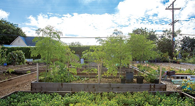 Mt. Hope Community Garden - Image by Andy Boyd