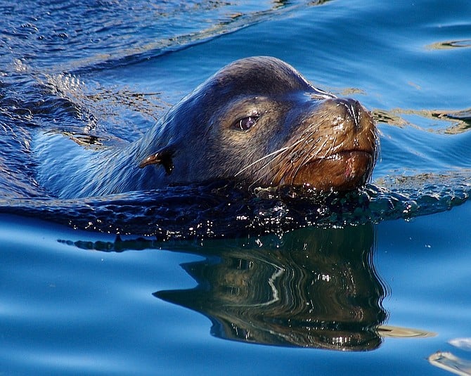 Harbor Cruising

I saw this Sea Lion cruising in the Morro Bay harbor looking for breakfast.

