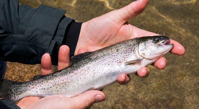 Lake Wohlford to stock 6000 pounds of rainbow trout for opening weekend. - Image by Carolyn De Anda