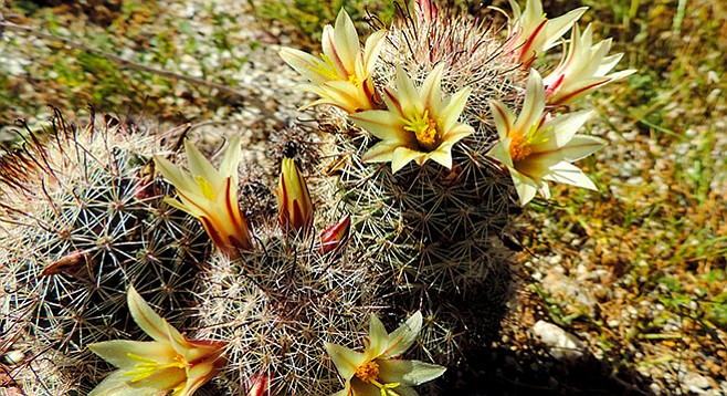 Look for fishhook cactus along the trail.