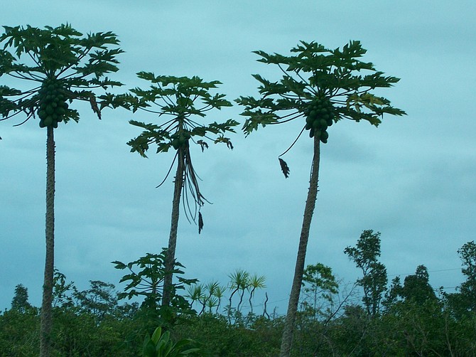 Papaya trees on the Big Island of Hawaii.