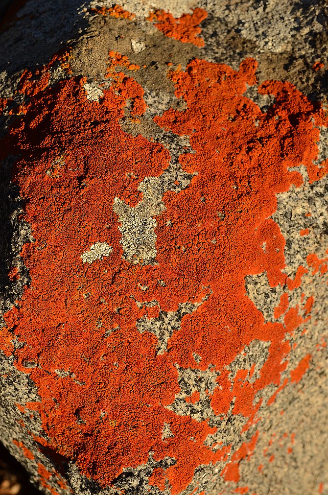 Beautiful rock lichen.  San Dieguito River Park, near Lake Hodges.  Escondido, California.  November 2015.  