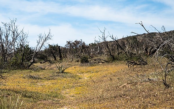 Spring wildflowers like goldfields and cream cups thrive along Wilson Trail