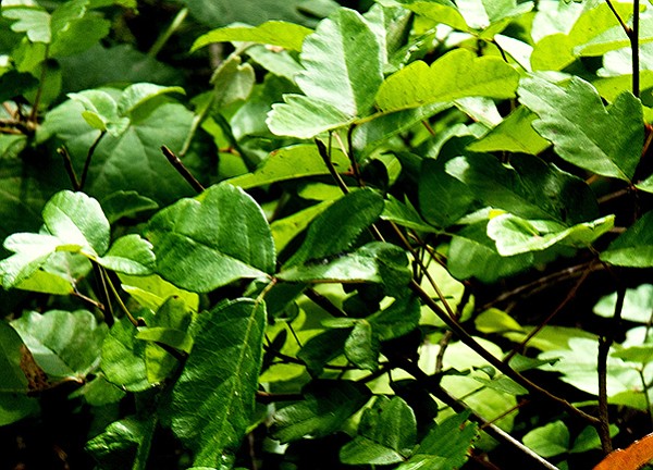 Unlike poison oak, basket bush’s leaf middle is not “free.”