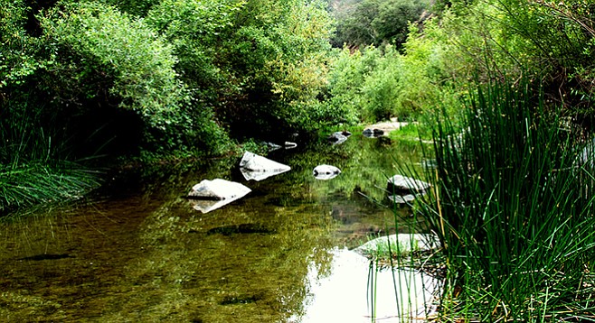 The river flows peacefully alongside the Santa Margarita River Trail